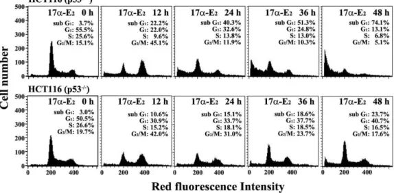 Fig. 2. Flow cytometric analysis of the cell cycle distribution in HCT116 (p53 +/+ ) and HCT116 (p53 -/- ) cells following exposure to 17α-E 2 for various time periods