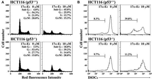Fig. 4. Apoptotic changes in the cell cycle distribution (A), and mitochondrial membrane potential (∆ψm) loss (B) in HCT116 (p53 +/+ ) and HCT116 (p53 -/- ) cells after exposure to 17α-E 2 