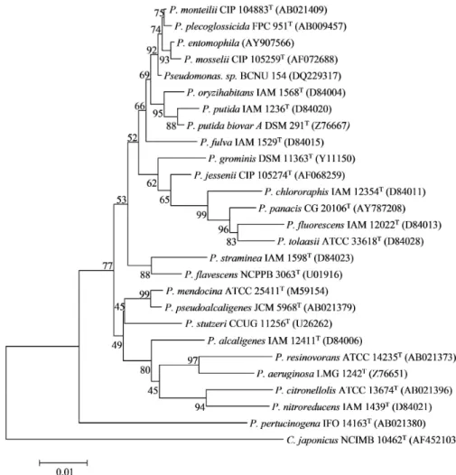 Fig. 1. A phylogenetic tree based on the 16S rDNA sequences of the organic solvent-tolerant Pseudomonas sp 