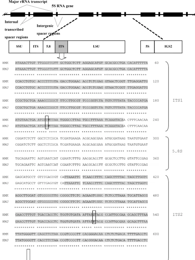 Fig. 1. Aligned nucleotide sequence of Internal transcribed spacer 1, 5.8S, Internal transcribed spacer 2 region of H