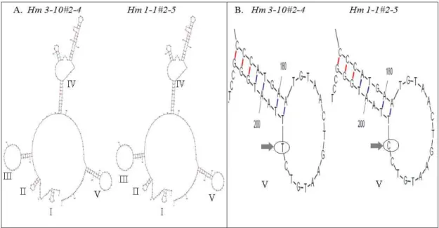 Fig. 2. Secondary structures of internal transcribed spacer 1 from H. marmoreus 3-10 and H