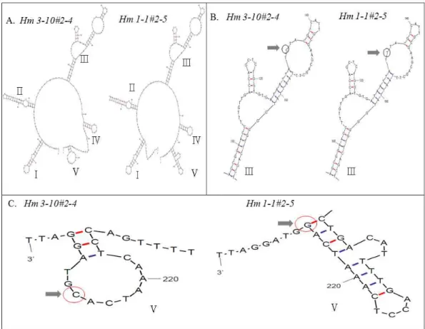 Fig. 3. Secondary structures of internal transcribed spacer 2 from H. marmoreus 3-10 and H .marmoreus 1-1 