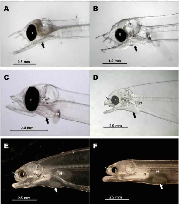 Fig. 1. Head pictures of eel larvae in various stages. A. Eel larva of 10 days after hatchery (dah), B