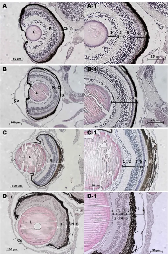 Fig. 2. Histological eye structures of eel larvae in various stages. A: Eye of 10 dah larva, A-1: High power view for retina of A, B: Eye of 60 dah larva, B-1: High power view for retina of B, C: Eye of 100 dah larva, C-1: High power view for retina of C, 