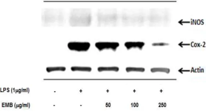 Fig. 6. The effects of EMB on iNOS and COX-2 protein ex- ex-pression in RAW 264.7 cells