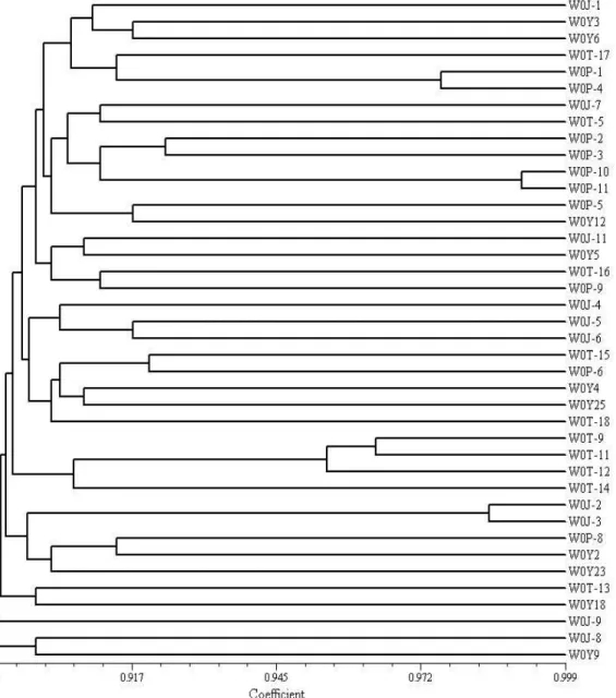 Fig. 2. Phylogenetic relationship of 40 P. trituberculatus samples based on the microsatellite marker typing