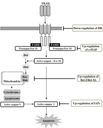Fig.  2.  Mechanisms  of  resistance  to  TRAIL.
