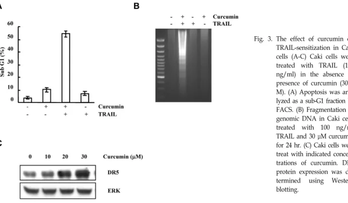 Fig.  3.  The  effect  of  curcumin  on  TRAIL-sensitization  in  Caki  cells  (A-C)  Caki  cells  were  treated  with  TRAIL  (100  ng/ml)  in  the  absence  or  presence  of  curcumin  (30  μ M)