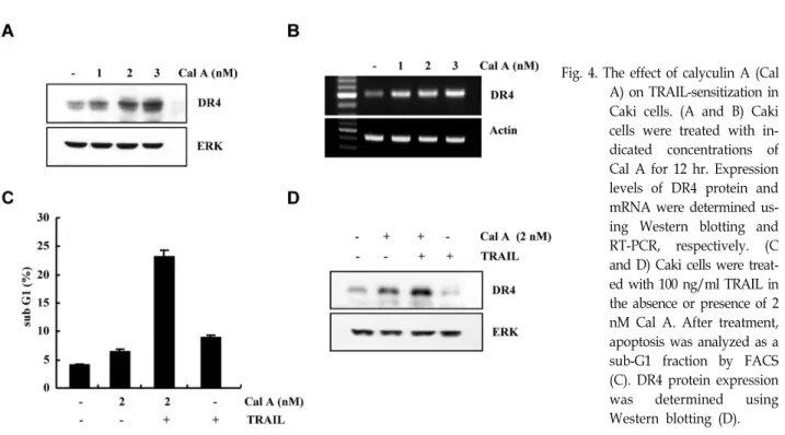 Fig.  5.  The  effect  of  Withaferin  A  (Wit  A)  on   TRAIL-sensitiza-tion  in  Caki  cells