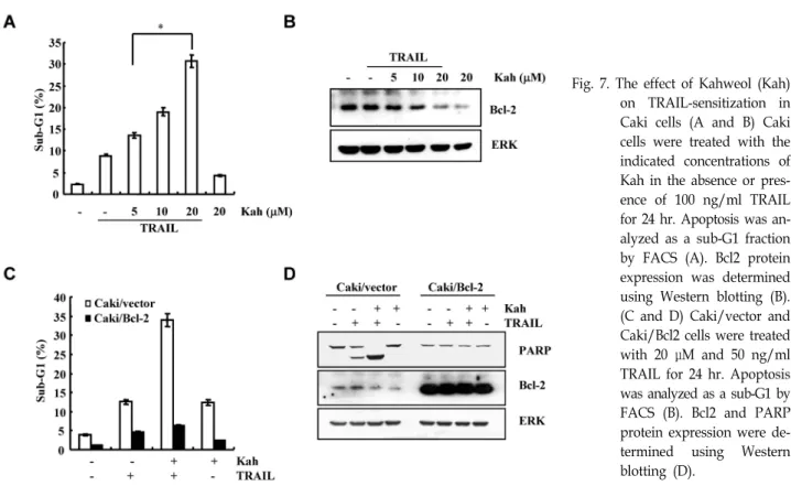 Fig.  7.  The  effect  of  Kahweol  (Kah)  on  TRAIL-sensitization  in  Caki  cells  (A  and  B)  Caki  cells  were  treated  with  the  indicated  concentrations  of  Kah  in  the  absence  or   pres-ence  of  100  ng/ml  TRAIL  for  24  hr