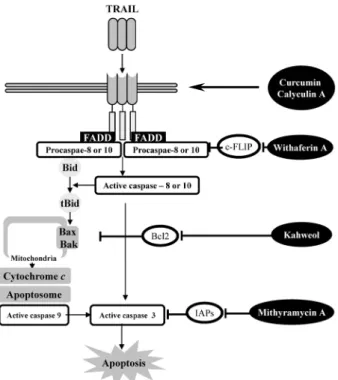 Fig.  8.  Schematic  diagram  of  TRAIL  sensitization.