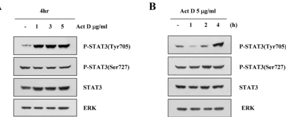 Fig.  1.  Actinomycin  D  induces  STAT-3  (Tyr705)  phosphorylation  in  Caki  cells