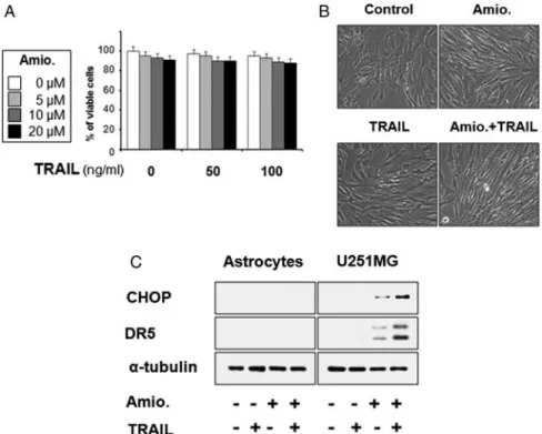 Fig. 6. Effect of amiodarone and/or TRAIL on the viability of human normal astrocytes