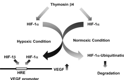 Fig. 3. Proposed mechanism of Thymosin β4 (T β 4)-mediated VEGF induction. Tβ4  stim-ulates the induction, stability or activity of HIF-1α
