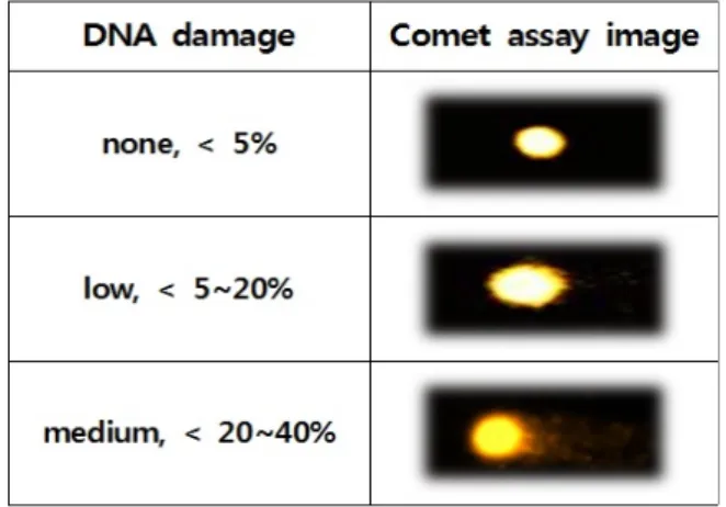 Fig. 1. Comet assay images according to the different DNA damage. CHO-K1 cells were used as a sample.