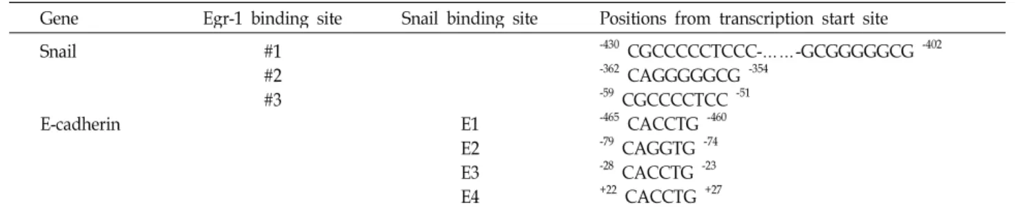 Table 3. Putative Egr-1 binding site and Snail binding site (E-box) in promoter region