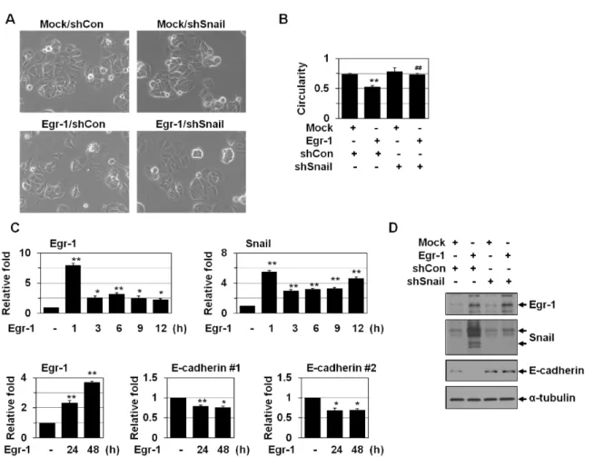 Fig. 1. Egr-1 induces EMT via Snail activation. (A) MCF-7 cells were cotransfected with Egr-1 and Snail shRNA for 2 days