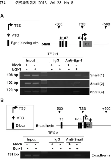 Fig. 2. Egr-1-induced Snail represses the expression of E-cadherin. (A) A schematic model of the human Snail proximal promoter region