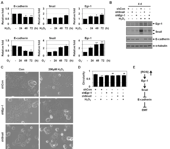 Fig. 3. Egr-1-Snail cascade is also involved in ROS-induced EMT. (A) MCF-7 cells were treated with H 2 O 2 (200 μM) or menadione (O 2 - , 10 μM) for the indicated times and then analyzed by real-time PCR using primers for Egr-1, Snail, E-cadherin and β -ac