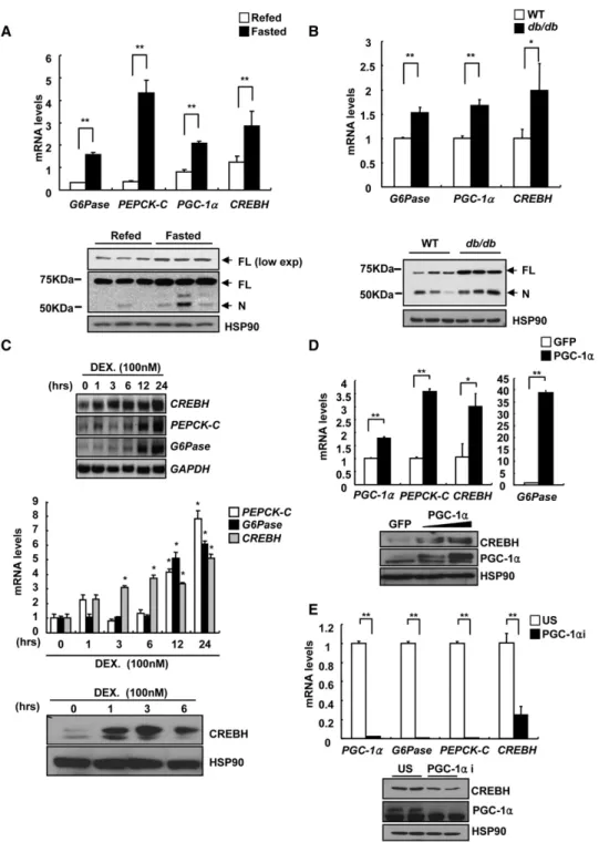 Figure 1. Induction of CREBH Expression during Fasting or by Insulin Resistance