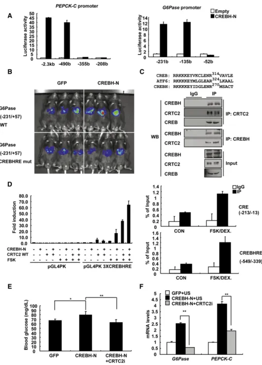 Figure 3. CREBH Regulates Gluconeogenic Genes via a CREBH Response Element