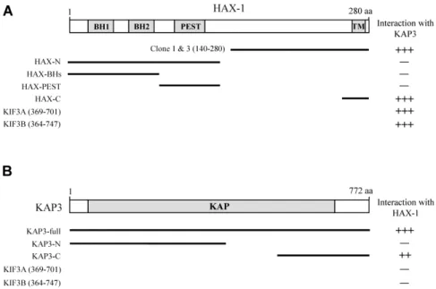Fig. 1. Identification of the proteins interacting with KAP3 by yeast two-hybrid screening