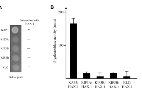 Fig. 2. Interaction between KAP3 and HAX-1. (A) The C-terminal regions of each KIF, KAP3, and KLC were fused to the pLexA DNA binding domain