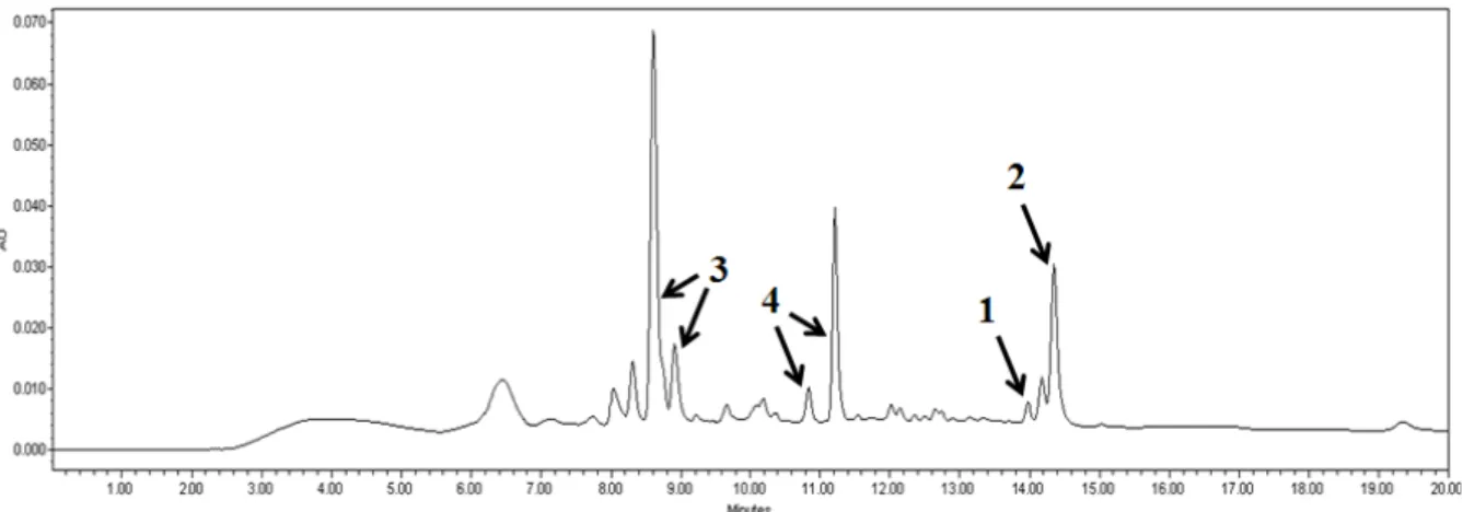 Fig. 2. Typical HPLC profile of H. diffusa. Column: Merck Chromolith RP-18e (100×4.6 mm, 5 μm), Temperature: room temper- temper-ature, Flow rate: 2.0 ml/min, Injection volume: 10 μl Mobile phase: A) H 2 O + 0.5% acetic acid, B) methanol + 0.5%