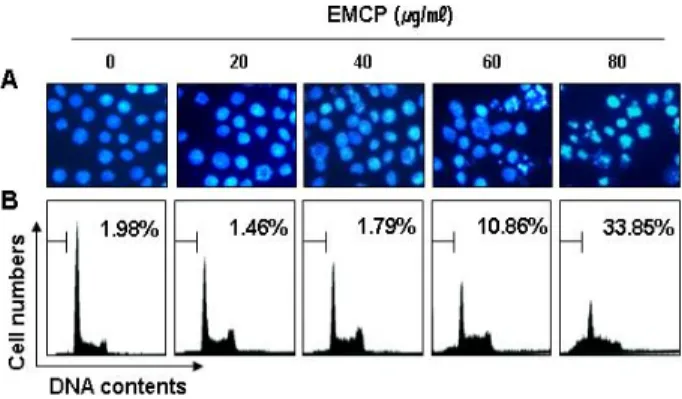 Fig. 3. EMCP treatment modulated expression of apoptosis-re- apoptosis-re-lated proteins in U937 cells