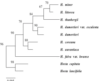 Fig. 2. The maximum likelihood tree for genus Hemerocallis based on rps16-trnK analysis using PAUP 4b10.