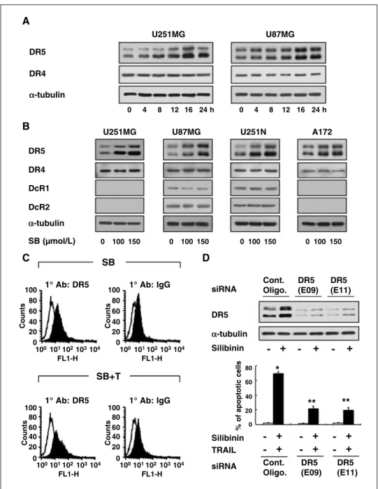 Figure 3. Silibinin-induced DR5 up-regulation is critical for sensitization of TRAIL-mediated apoptosis