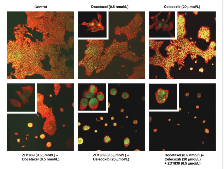 Fig. 6. Effect of the drug combination on microtubule organization inTu212 cells. Cells were incubated with no drug (Control); 0.5 nmol/L docetaxel; 20 Amol/L celecoxib;