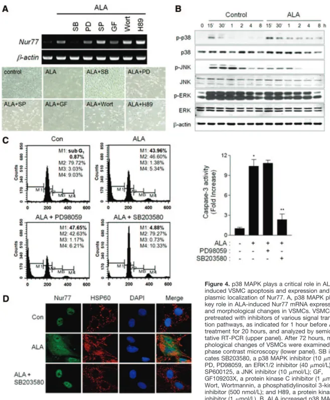Figure 4. p38 MAPK plays a critical role in ALA- ALA-induced VSMC apoptosis and expression and  cyto-plasmic localization of Nur77