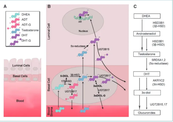 Figure 1. Summary of DHT metabolism focusing on the genes evaluated in this study. A. The schematic representation of the prostate gland depicts the three major compartments involved in DHT metabolism