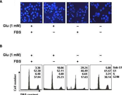 Fig. 2. Effects of glutamine starvation and FBS supplementation on the cell viability and cell morphology of HUVECs.