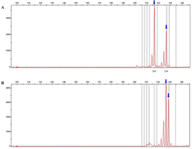 Fig. 1. Amplified microsatellite fragments of 2 apple varieties at the Hi02f06 locus. The PCR products were separated using a Genetic Analyzer 3130XL (Applied Biosystem, USA) and detected using GeneMapper software (Applied Biosystem, USA)