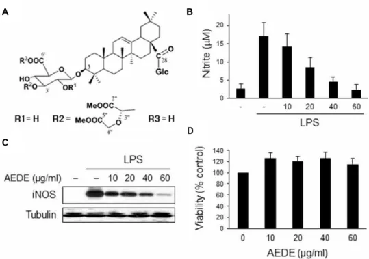 Fig. 1. Effect of AEDE on the NO secretion and iNOS expression in macrophages. (A) Chemical structure of AEDE isolated from the methanol-soluble fraction of the dried roots of A