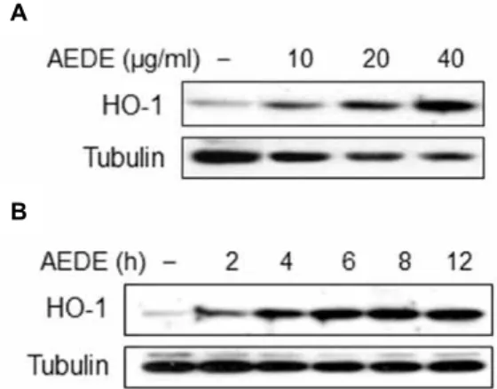Fig. 2. Induction of HO-1 by AEDE. Cells were incubated with various concentrations of AEDE for 8 h (A), or with AEDE (40 μg/ml) for indicated times (B)