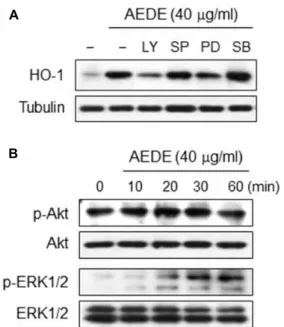 Fig. 4. Effect of AEDE on Nrf2 activation. Cells were incubated with indicated concentrations of AEDE for 1 h (A), or AEDE (40 μg/ml) for indicated times (B)