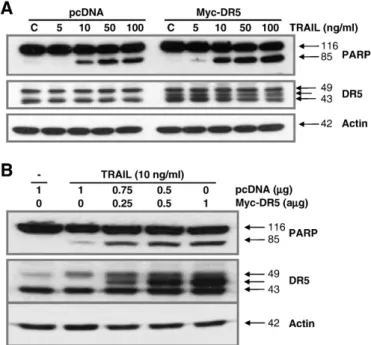 Fig. 3. Effect of the ectopic DR5 expression on TRAIL-induced PARP cleavage. (A) DU-145 cells were transfected with Myc-DR5 plasmid or pcDNA (control)