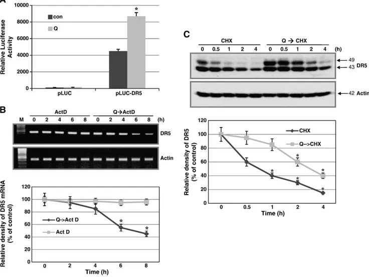 Fig. 4. Effect of quercetin on DR5 mRNA synthesis/stability and protein stability. (A) DU-145 cells were transiently transfected with pLUC-DR5, in which luciferase expression is driven by the DR5 promoter