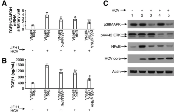 Figure 4. The combination of siRNA to p38 MAPK and ERK further reduced TGF- ␤1 production