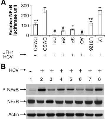 Figure 5. Effects of ROS inhibitor on NF- ␬B signaling pathway. An NF ␬B promoter construct expressing firefly (pNF␬B-Luc) and the  con-trol construct pRL-TK expressing Renilla luciferase were transfected into cells for 24 hours