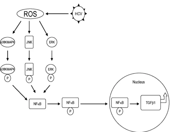 Figure 7. Schematic model of possible pathway that HCV increases TGF- ␤1 expression through generation of ROS and NF␬B activation