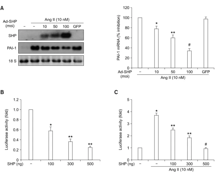 Figure  1.  Effect of SHP on angiotensin II-stimulated PAI-1 mRNA expression and promoter activity