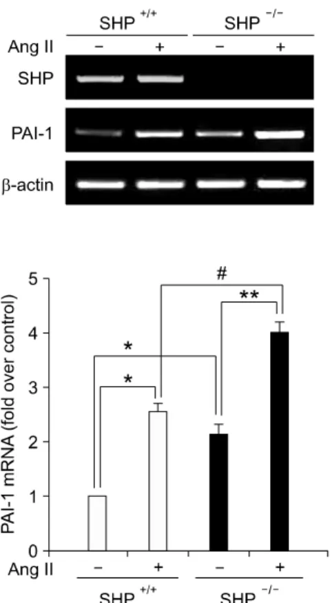 Figure  4.  PAI-1 expression in primary cultured VSMCs of SHP -/-  mice. 