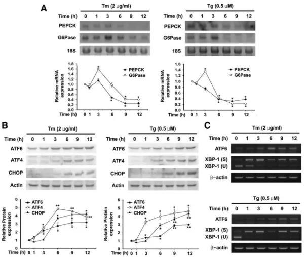 FIG. 1. ER stress inhibits PEPCK and G6Pase gene expression. A, Representative Northern blot analysis of PEPCK and G6Pase mRNA expression in H4IIE cells treated with 2 ␮g/ml Tm and 0.5 ␮ M Tg for the time periods shown