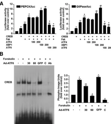 FIG. 4. ATF6 inhibits CREB DNA-binding activity. A, HepG2 cells were cotransfected with 200 ng each of the PEPCK and G6Pase reporter genes, CREB, and indicated amounts of an expression vector for ATF4, XBP-1, and ATF6