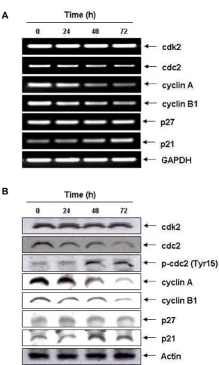 Fig. 3. Effects of glutamine deprivation on the levels of Chks, g Cdc25C and Wee1 in PC3 cells