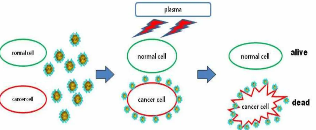 Fig. 2. The schematic picture of selectively killing cancer cells using gold nanoparticle (gNP) and plasma